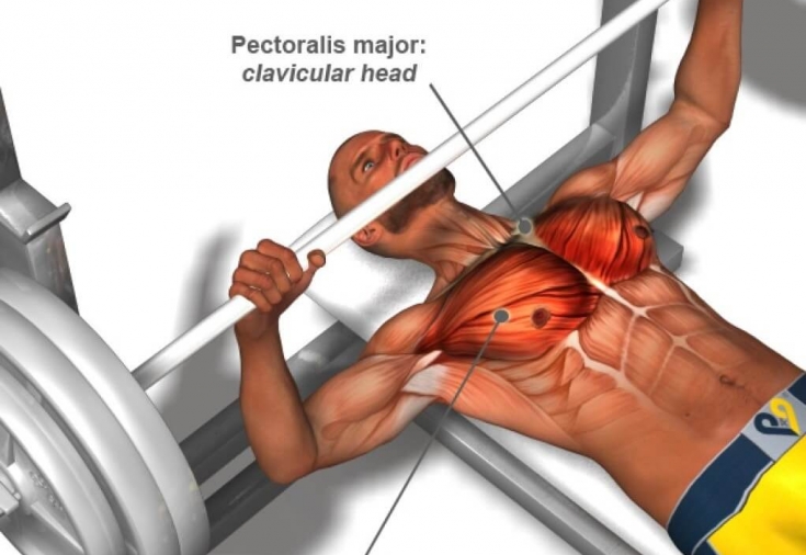 Ultimate Guide To The Bench Press